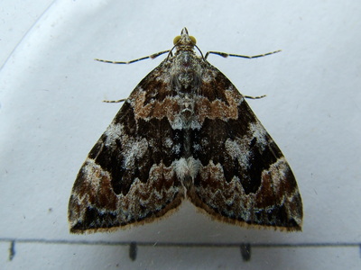 Dark Marbled Carpet